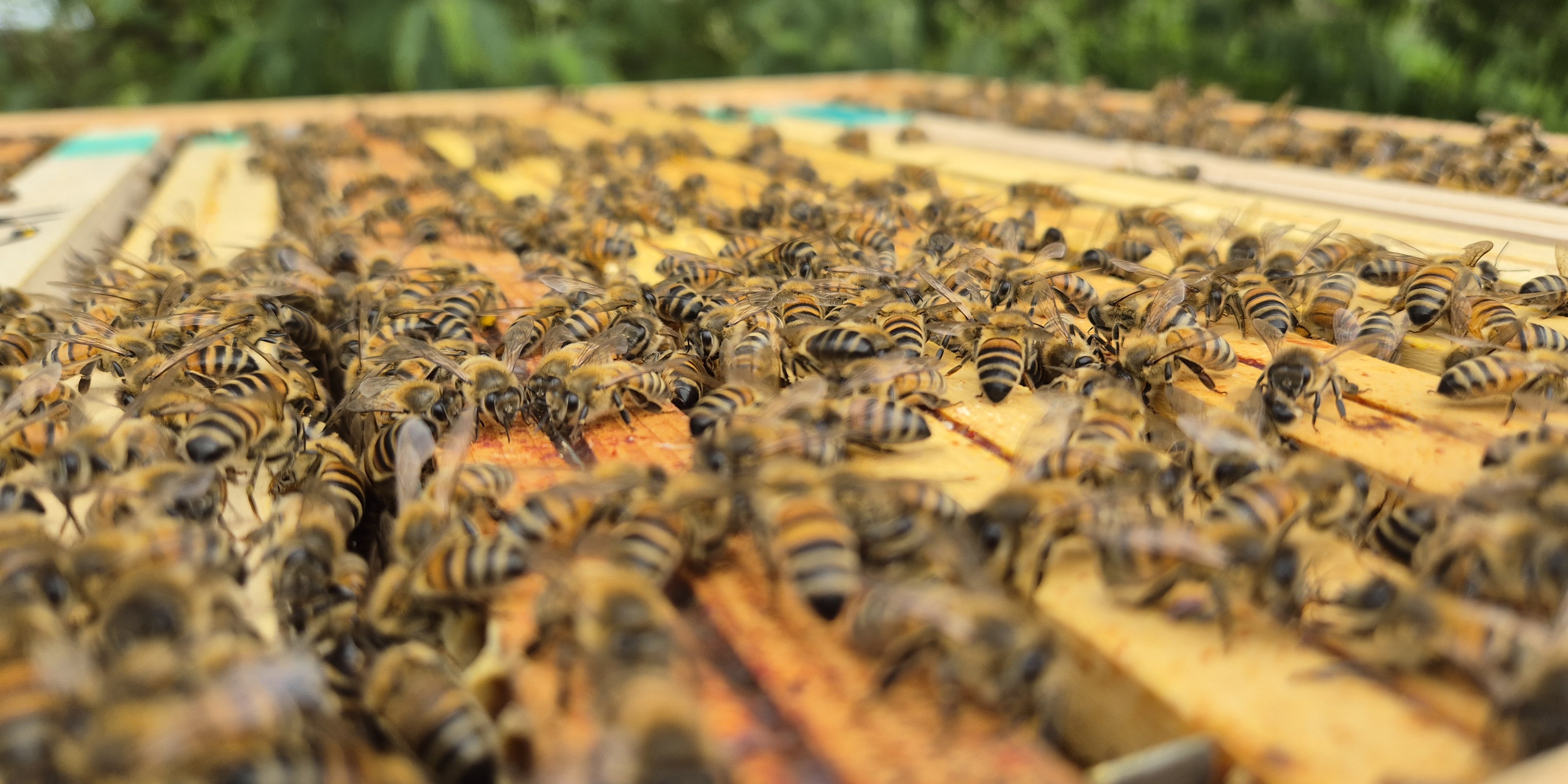 Colonie d'abeilles sur des cadres de ruche