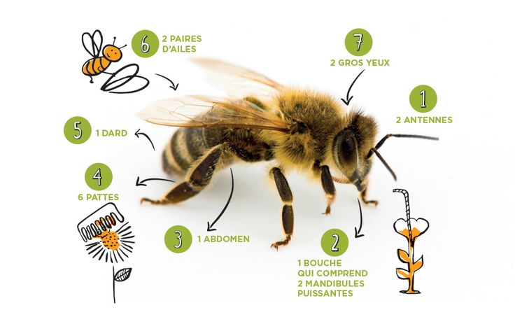 Anatomie de l'abeille
