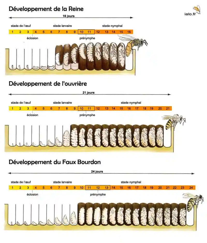 Cycle de développement des abeilles