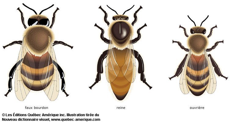 Différences entre les 3 types d'abeilles
