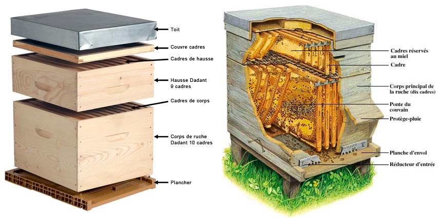 Organisation d'une ruche Dadant