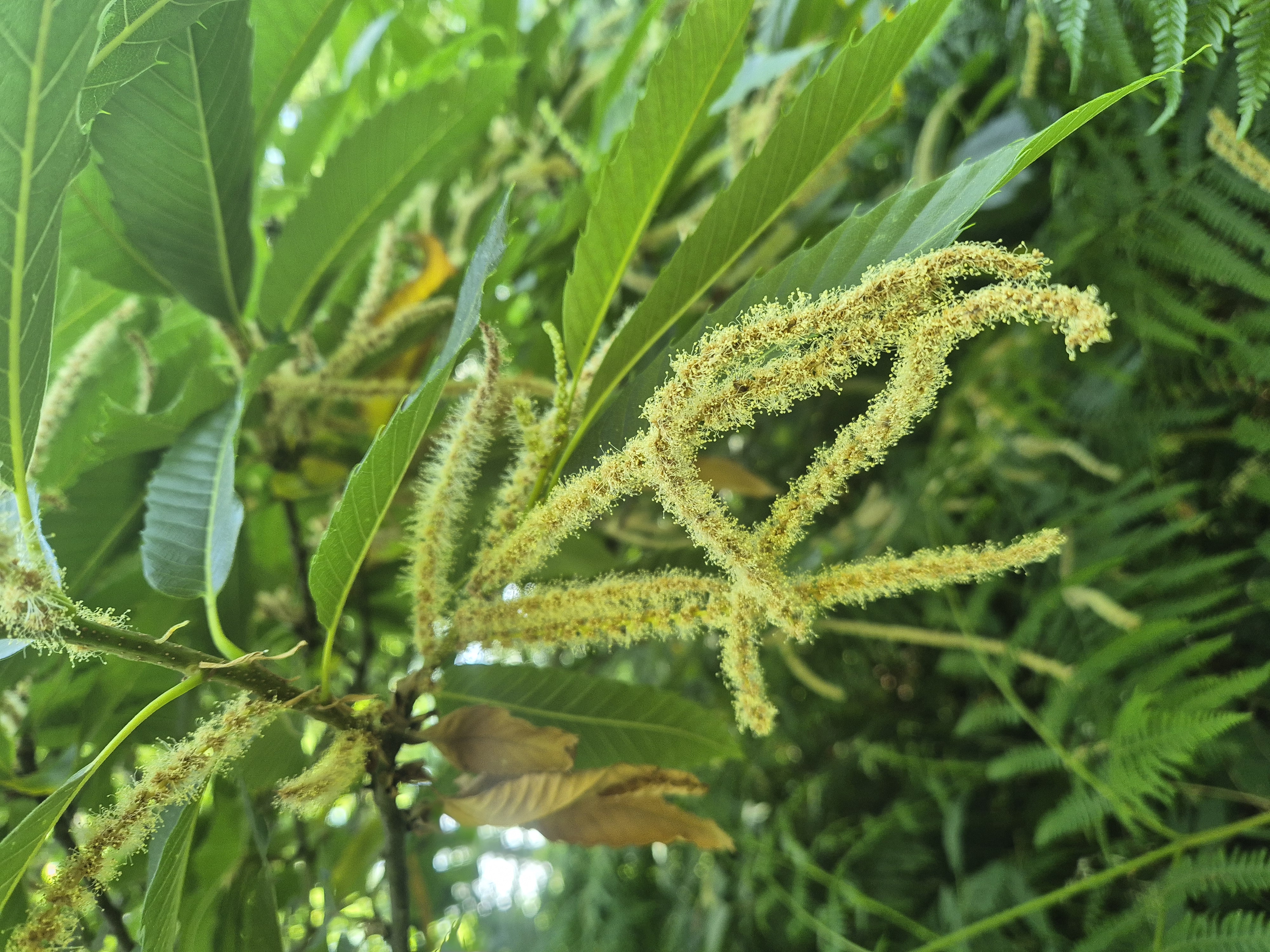 Fleurs de châtaignier
