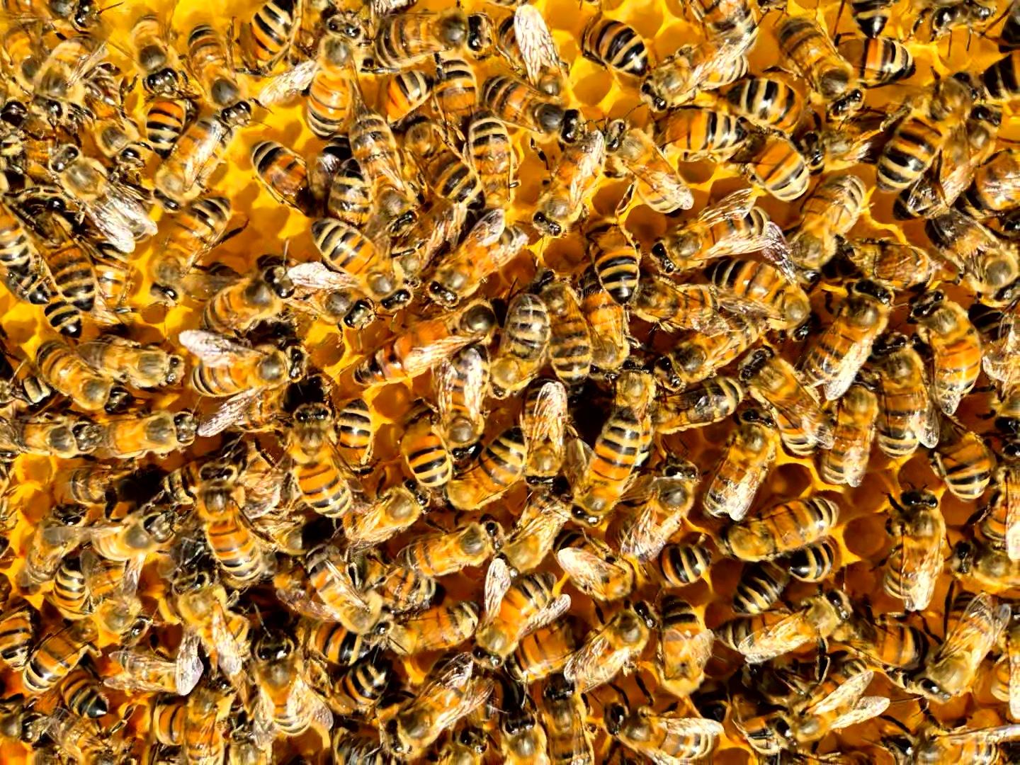 Reine des abeilles sur un cadre de ruche