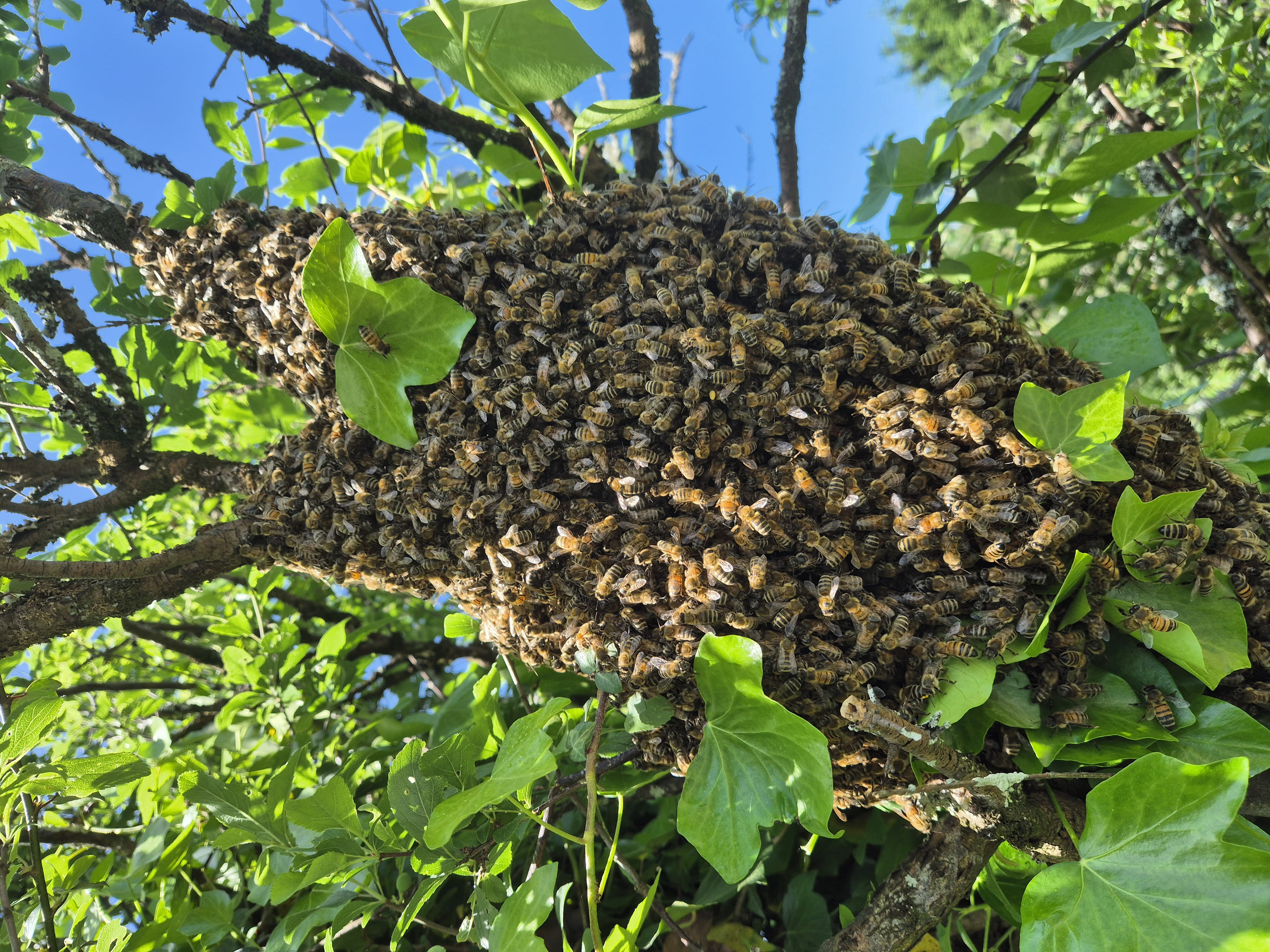 Essaim d'abeilles dans un arbre